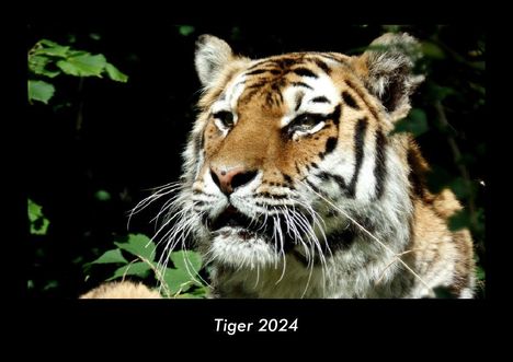 Tobias Becker: Tiger 2024 Fotokalender DIN A3, Kalender