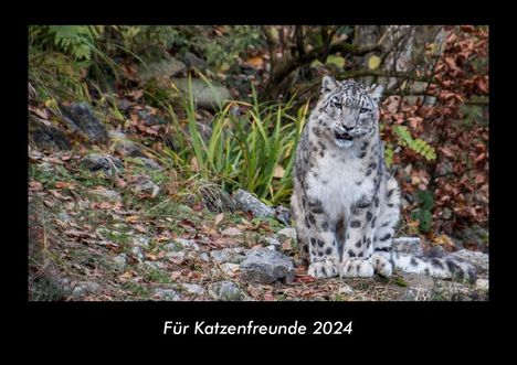 Tobias Becker: Für Katzenfreunde 2024 Fotokalender DIN A3, Kalender