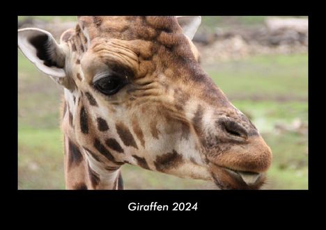 Tobias Becker: Giraffen 2024 Fotokalender DIN A3, Kalender