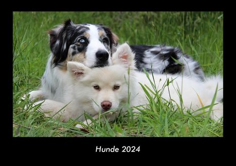 Tobias Becker: Hunde 2024 Fotokalender DIN A3, Kalender