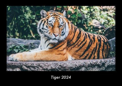 Tobias Becker: Tiger 2024 Fotokalender DIN A3, Kalender