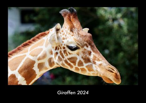 Tobias Becker: Giraffen 2024 Fotokalender DIN A3, Kalender