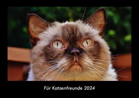 Tobias Becker: Für Katzenfreunde 2024 Fotokalender DIN A3, Kalender