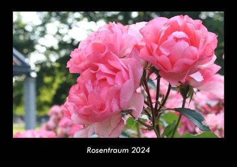 Tobias Becker: Rosentraum 2024 Fotokalender DIN A3, Kalender