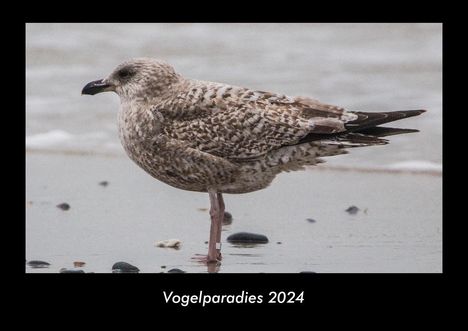 Tobias Becker: Vogelparadies 2024 Fotokalender DIN A3, Kalender