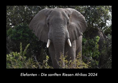 Tobias Becker: Elefanten - Die sanften Riesen Afrikas 2024 Fotokalender DIN A3, Kalender