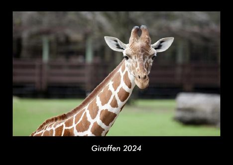 Tobias Becker: Giraffen 2024 Fotokalender DIN A3, Kalender