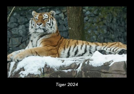 Tobias Becker: Tiger 2024 Fotokalender DIN A3, Kalender