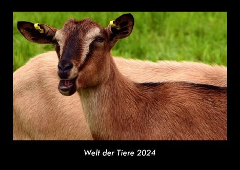 Tobias Becker: Welt der Tiere 2024 Fotokalender DIN A3, Kalender