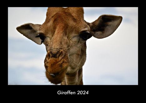 Tobias Becker: Giraffen 2024 Fotokalender DIN A3, Kalender
