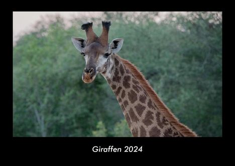 Tobias Becker: Giraffen 2024 Fotokalender DIN A3, Kalender