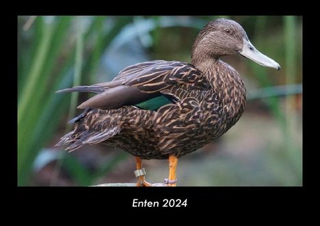 Tobias Becker: Enten 2024 Fotokalender DIN A3, Kalender