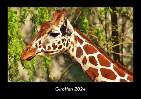 Tobias Becker: Giraffen 2024 Fotokalender DIN A3, Kalender