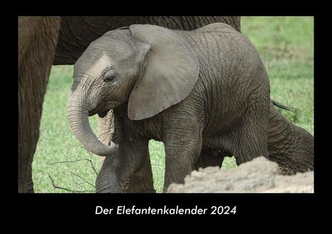 Tobias Becker: Der Elefantenkalender 2024 Fotokalender DIN A3, Kalender