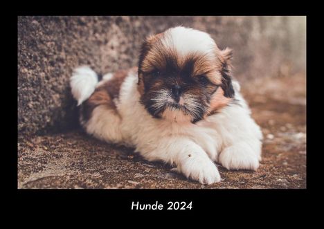 Tobias Becker: Hunde 2024 Fotokalender DIN A3, Kalender