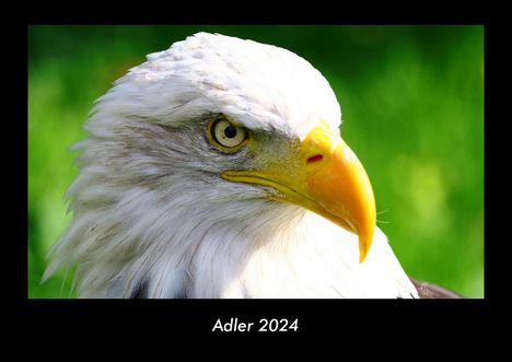 Tobias Becker: Adler 2024 Fotokalender DIN A3, Kalender