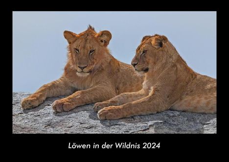 Tobias Becker: Löwen in der Wildnis 2024 Fotokalender DIN A3, Kalender