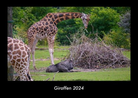 Tobias Becker: Giraffen 2024 Fotokalender DIN A3, Kalender