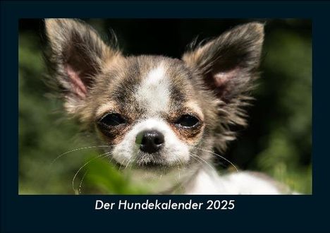 Tobias Becker: Der Hundekalender 2025 Fotokalender DIN A5, Kalender