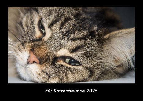 Tobias Becker: Für Katzenfreunde 2025 Fotokalender DIN A3, Kalender