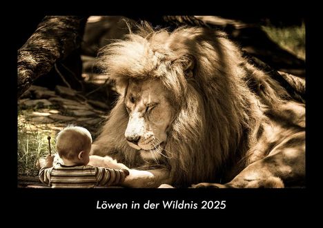 Tobias Becker: Löwen in der Wildnis 2025 Fotokalender DIN A3, Kalender