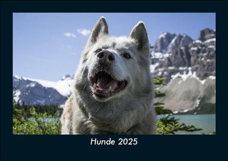 Tobias Becker: Hunde 2025 Fotokalender DIN A5, Kalender