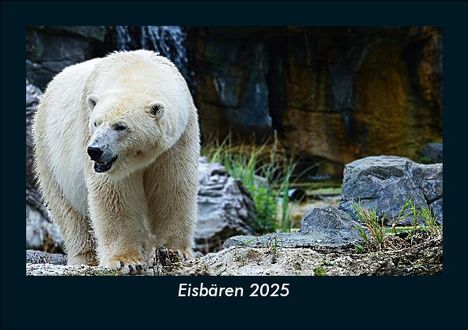 Tobias Becker: Eisbären 2025 Fotokalender DIN A5, Kalender