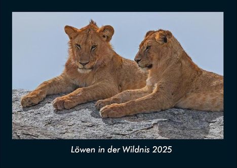 Tobias Becker: Löwen in der Wildnis 2025 Fotokalender DIN A4, Kalender