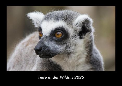 Tobias Becker: Tiere in der Wildnis 2025 Fotokalender DIN A3, Kalender