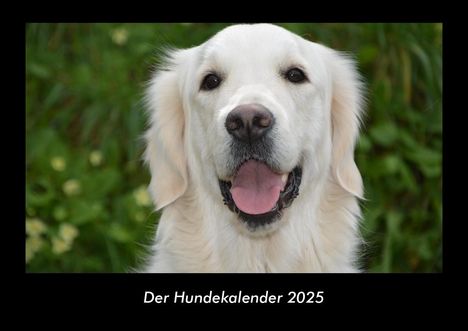 Tobias Becker: Der Hundekalender 2025 Fotokalender DIN A3, Kalender