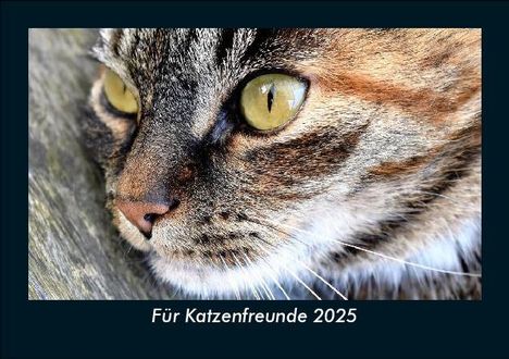 Tobias Becker: Für Katzenfreunde 2025 Fotokalender DIN A5, Kalender