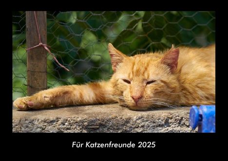 Tobias Becker: Für Katzenfreunde 2025 Fotokalender DIN A3, Kalender