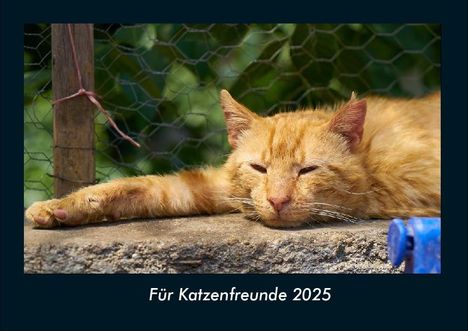 Tobias Becker: Für Katzenfreunde 2025 Fotokalender DIN A4, Kalender