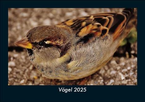 Tobias Becker: Vögel 2025 Fotokalender DIN A5, Kalender