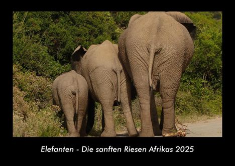 Tobias Becker: Elefanten - Die sanften Riesen Afrikas 2025 Fotokalender DIN A3, Kalender