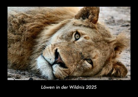 Tobias Becker: Löwen in der Wildnis 2025 Fotokalender DIN A3, Kalender