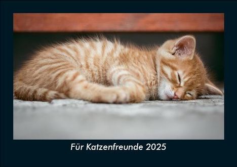 Tobias Becker: Für Katzenfreunde 2025 Fotokalender DIN A5, Kalender