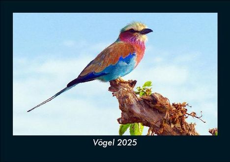 Tobias Becker: Vögel 2025 Fotokalender DIN A5, Kalender