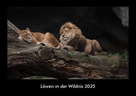 Tobias Becker: Löwen in der Wildnis 2025 Fotokalender DIN A3, Kalender