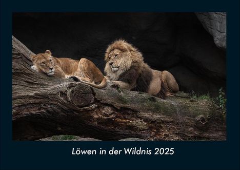 Tobias Becker: Löwen in der Wildnis 2025 Fotokalender DIN A4, Kalender