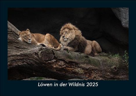 Tobias Becker: Löwen in der Wildnis 2025 Fotokalender DIN A5, Kalender