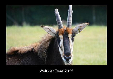 Tobias Becker: Welt der Tiere 2025 Fotokalender DIN A3, Kalender