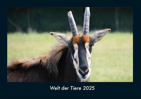 Tobias Becker: Welt der Tiere 2025 Fotokalender DIN A4, Kalender