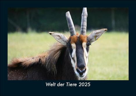 Tobias Becker: Welt der Tiere 2025 Fotokalender DIN A5, Kalender