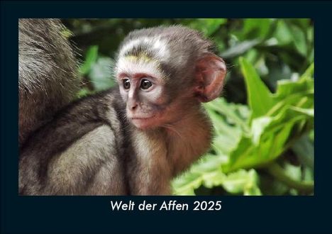 Tobias Becker: Welt der Affen 2025 Fotokalender DIN A5, Kalender