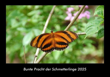 Tobias Becker: Bunte Pracht der Schmetterlinge 2025 Fotokalender DIN A3, Kalender