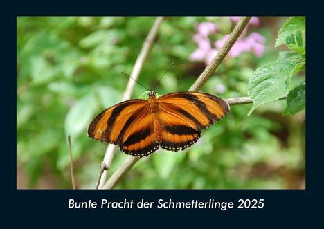 Tobias Becker: Bunte Pracht der Schmetterlinge 2025 Fotokalender DIN A4, Kalender