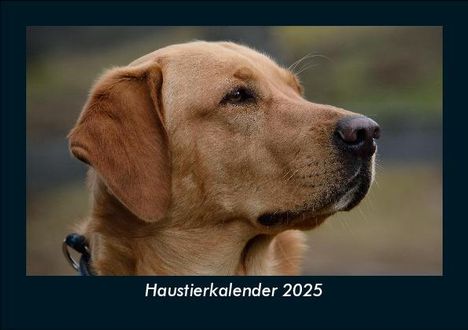 Tobias Becker: Haustierkalender 2025 Fotokalender DIN A5, Kalender