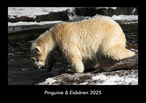 Tobias Becker: Pinguine &amp; Eisbären 2025 Fotokalender DIN A3, Kalender