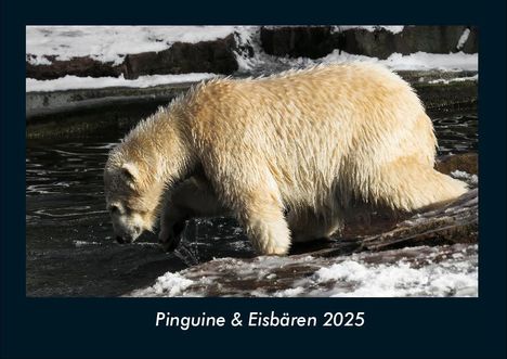 Tobias Becker: Pinguine &amp; Eisbären 2025 Fotokalender DIN A4, Kalender